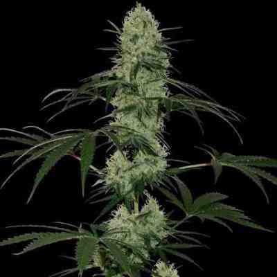 Tangelo Rapido (Auto) > Barney\'s Farm | Semillas autoflorecientes  |  Sativa